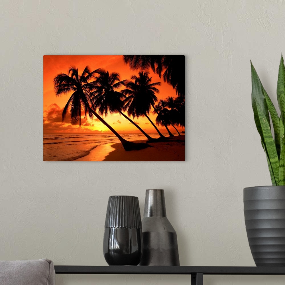 A modern room featuring Palm Trees At Sunset, Barbados, West Indies