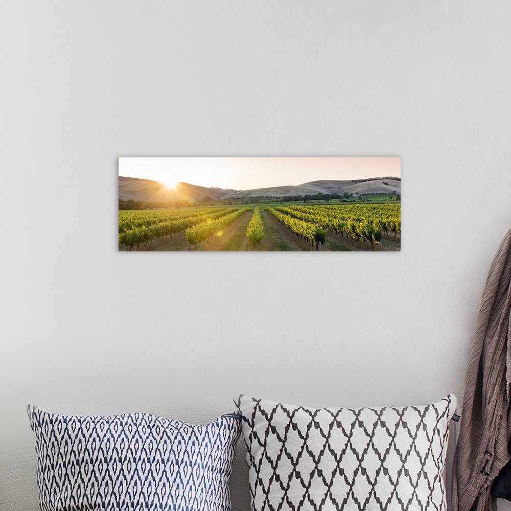 A bohemian room featuring Barossa Valley, South Australia, Australia. Panoramic view of the Jacob's Creek vineyard at sunrise.
