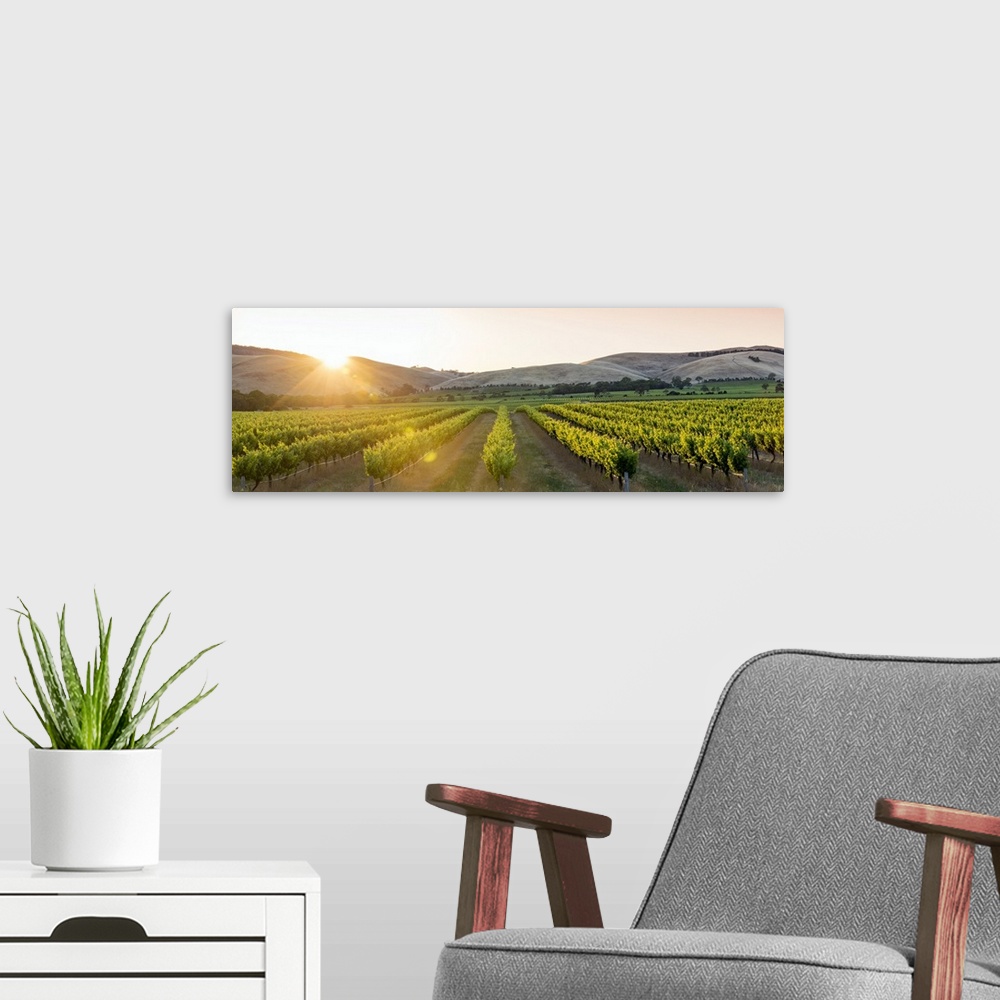 A modern room featuring Barossa Valley, South Australia, Australia. Panoramic view of the Jacob's Creek vineyard at sunrise.