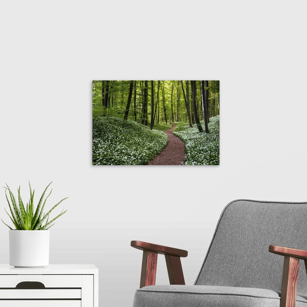 A modern room featuring Path through beech forest with blooming wild garlic (Allium ursinum), Hainich National Park, Thur...