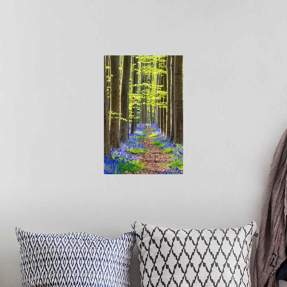 A bohemian room featuring Path Through Bluebell Flowers (Hyacinthoides Non-Scripta) And Beech Forest, Hallerbos Forest, Bel...