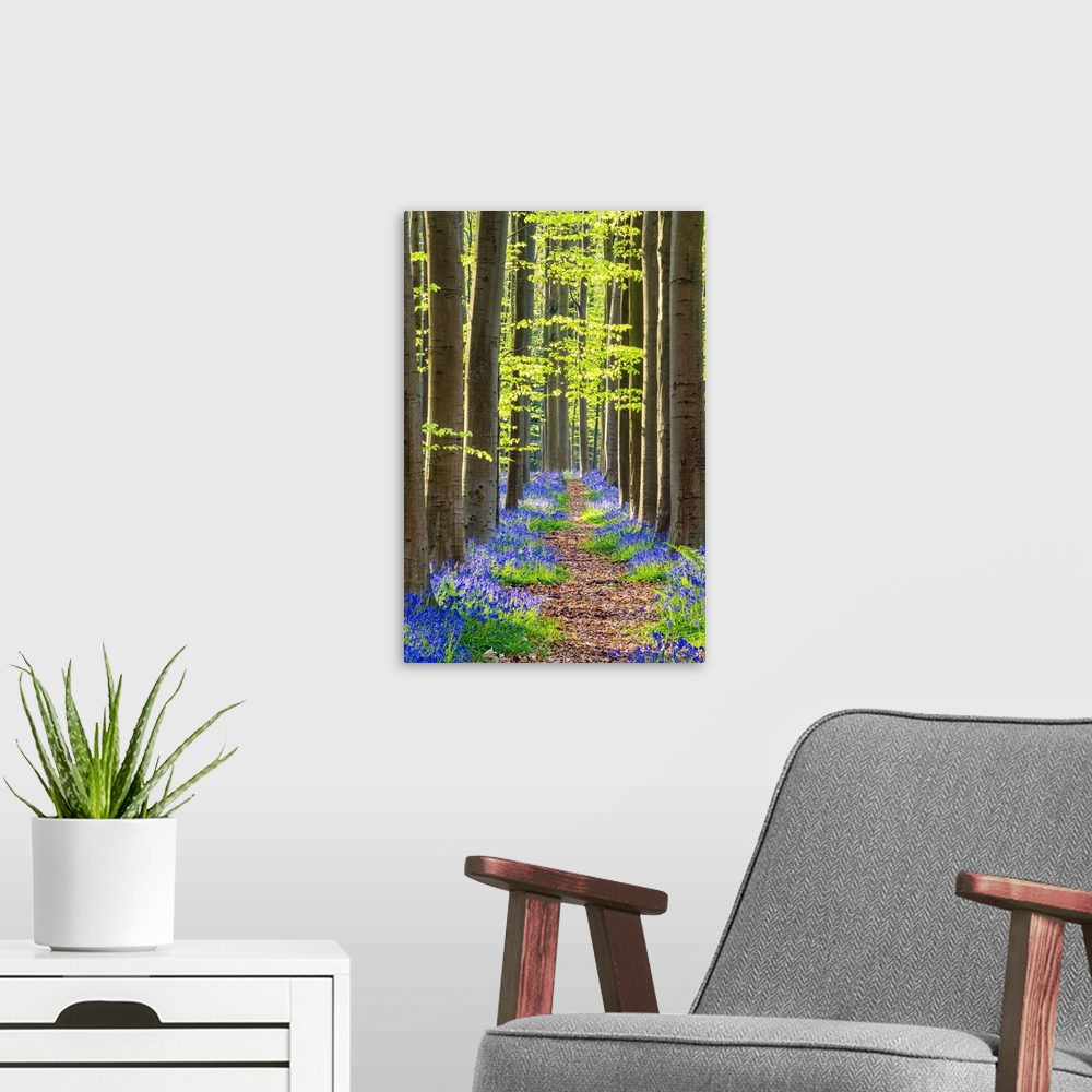 A modern room featuring Path Through Bluebell Flowers (Hyacinthoides Non-Scripta) And Beech Forest, Hallerbos Forest, Bel...