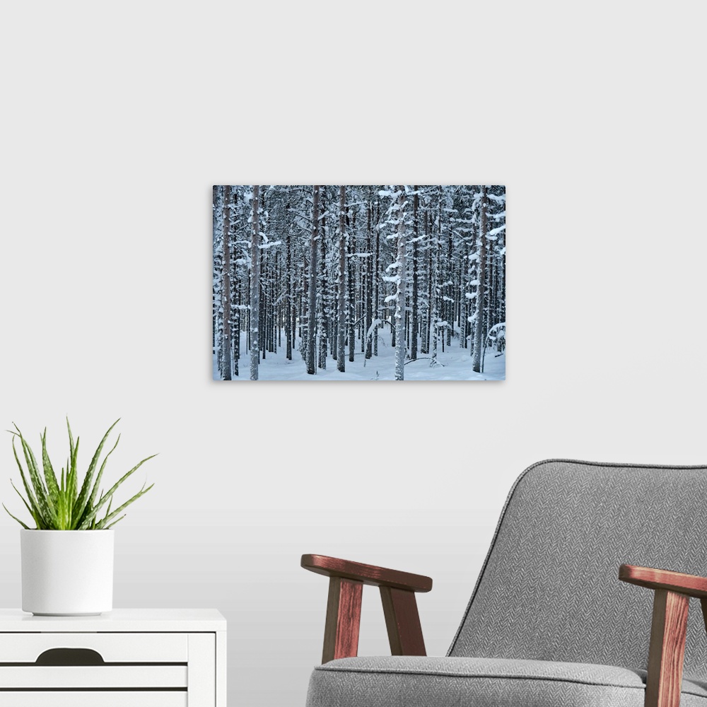 A modern room featuring Pattern trees with snow (close to Rovaniemi) Lapland, Finland.