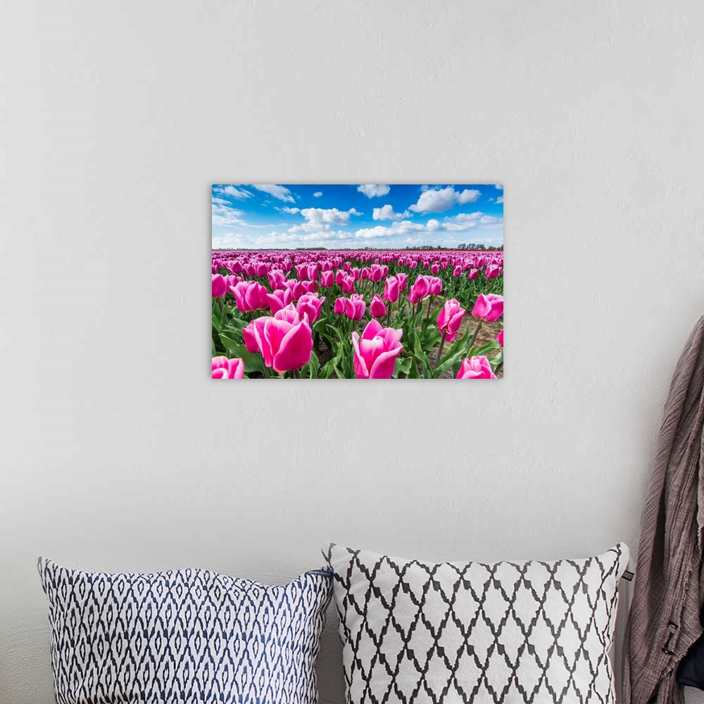 A bohemian room featuring Pink And White Tulips And Clouds In The Sky. Yersekendam, Zeeland Province, Netherlands