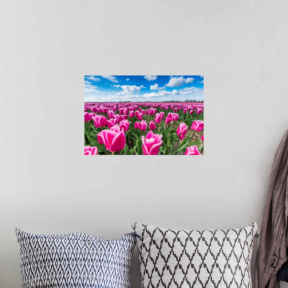 A bohemian room featuring Pink And White Tulips And Clouds In The Sky. Yersekendam, Zeeland Province, Netherlands