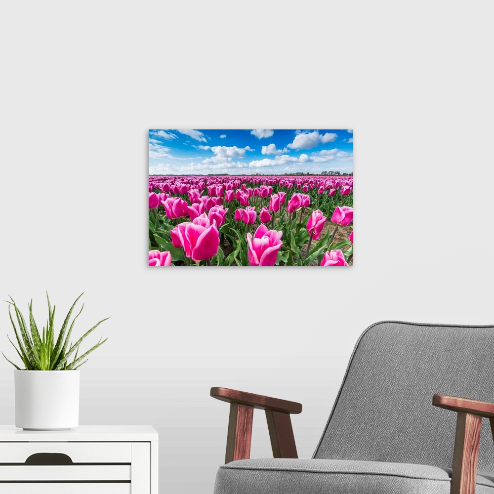 A modern room featuring Pink And White Tulips And Clouds In The Sky. Yersekendam, Zeeland Province, Netherlands