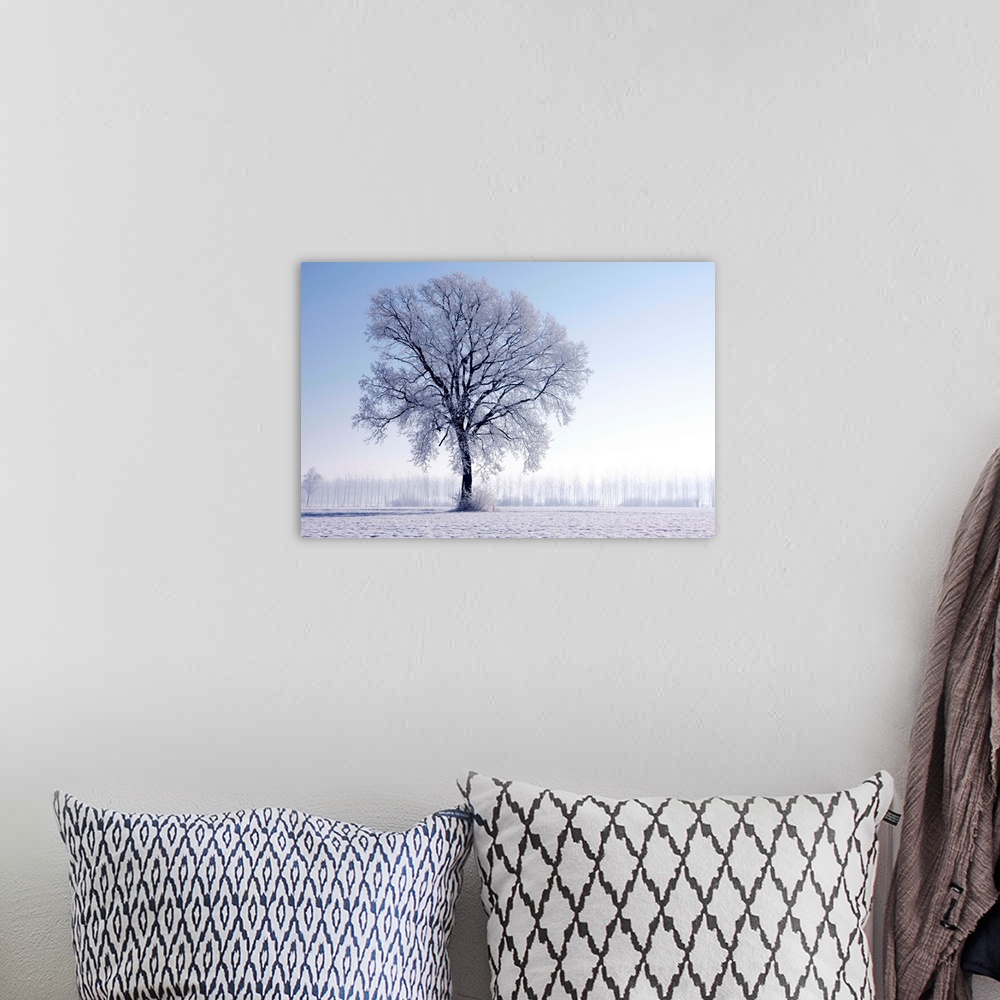 A bohemian room featuring Plain Piedmont, Piedmont, Italy. Hoar frost trees.