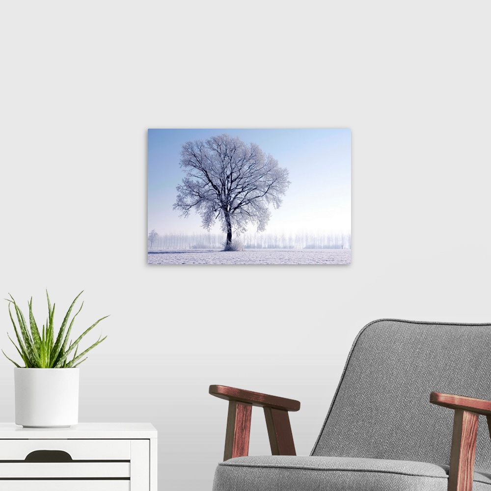 A modern room featuring Plain Piedmont, Piedmont, Italy. Hoar frost trees.