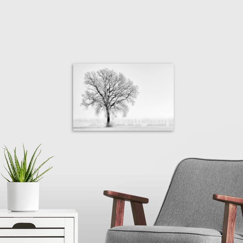 A modern room featuring Plain Piedmont, Piedmont,Turin, Italy. Trees in the mist.