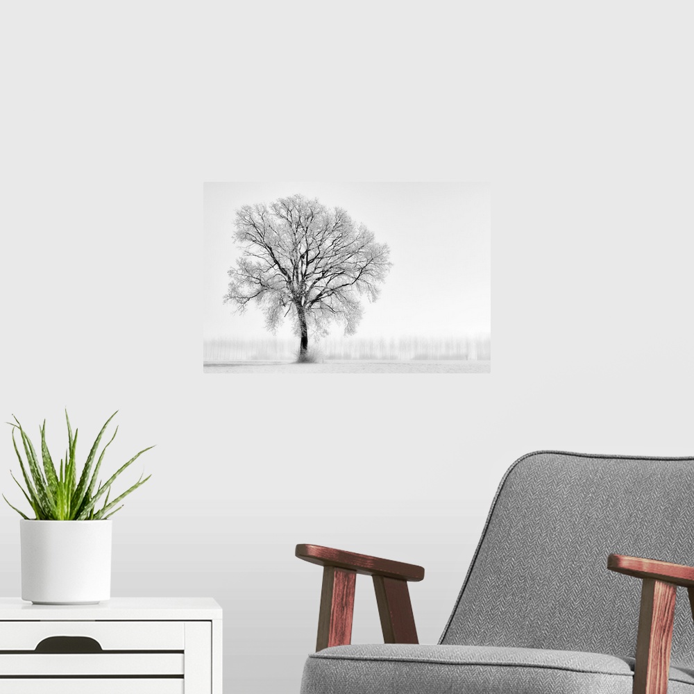 A modern room featuring Plain Piedmont, Piedmont,Turin, Italy. Trees in the mist.