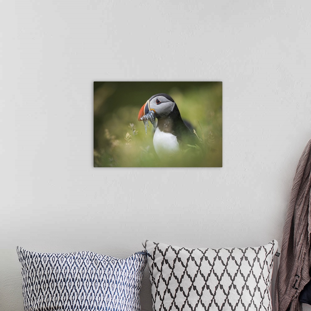 A bohemian room featuring Portrait of a puffin carrying several sand eels. Mykines, Faroe Islands