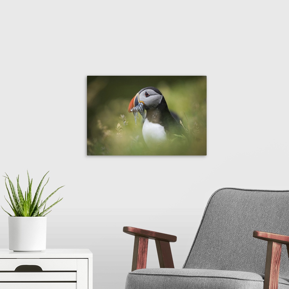 A modern room featuring Portrait of a puffin carrying several sand eels. Mykines, Faroe Islands