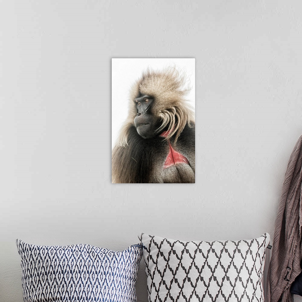 A bohemian room featuring Portrait Of Gelada Baboon In Simien Mountains National Park, Northern Ethiopia.