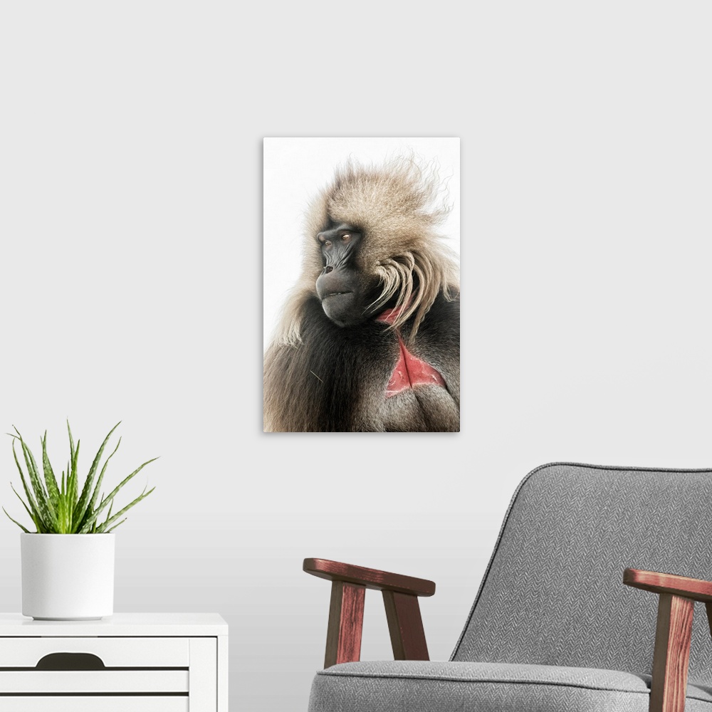 A modern room featuring Portrait Of Gelada Baboon In Simien Mountains National Park, Northern Ethiopia.
