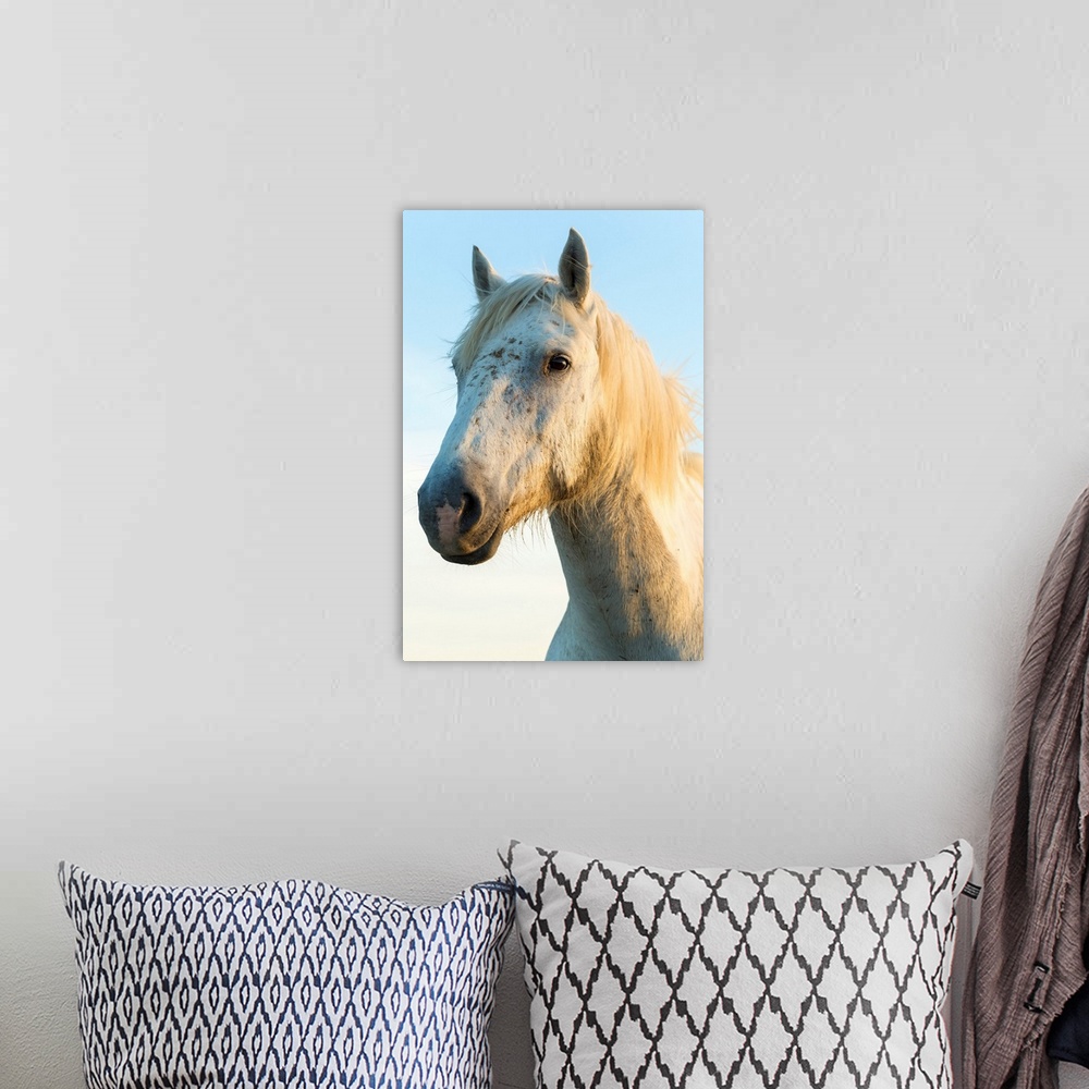 A bohemian room featuring Portrait of white horses head, The Camargue, France.