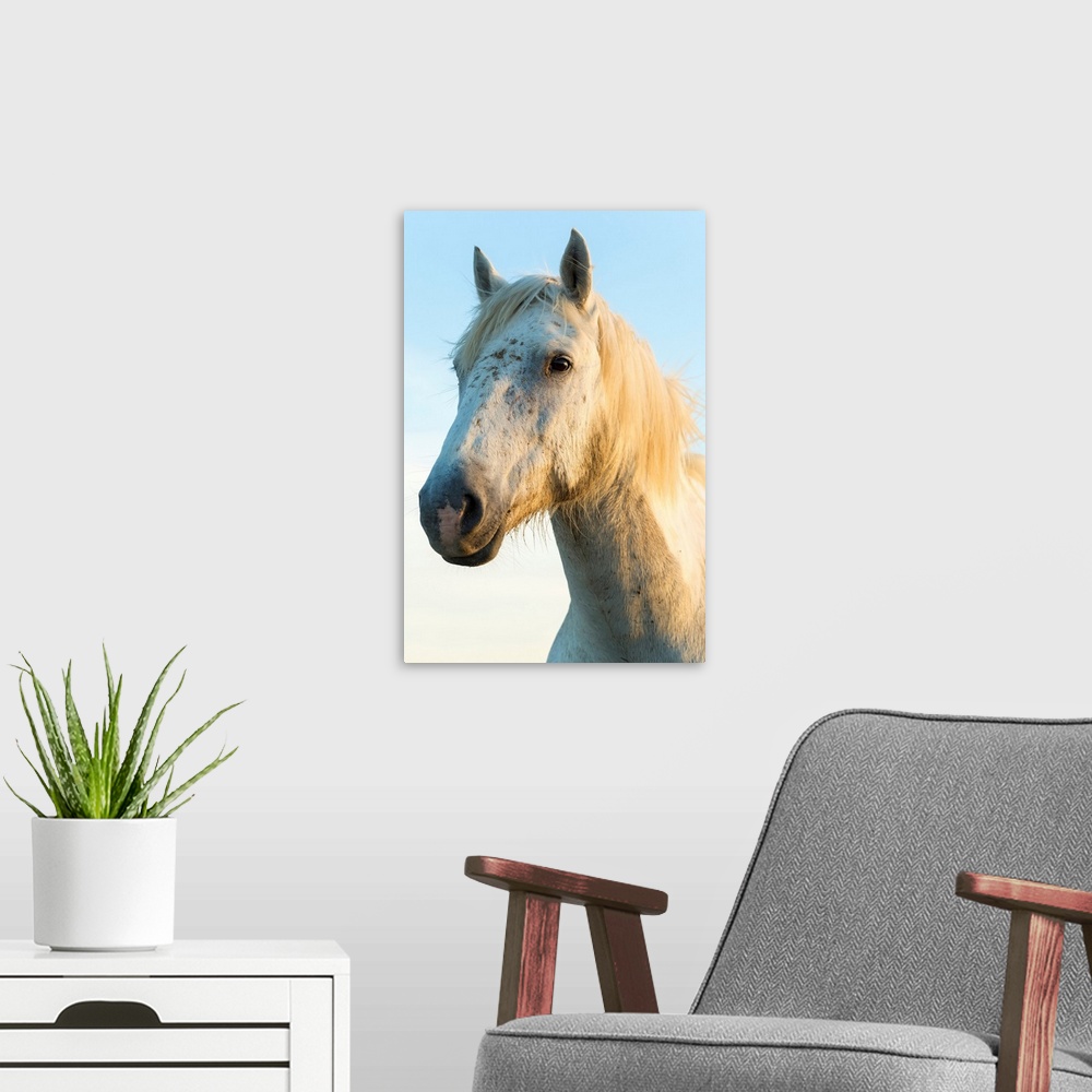 A modern room featuring Portrait of white horses head, The Camargue, France.
