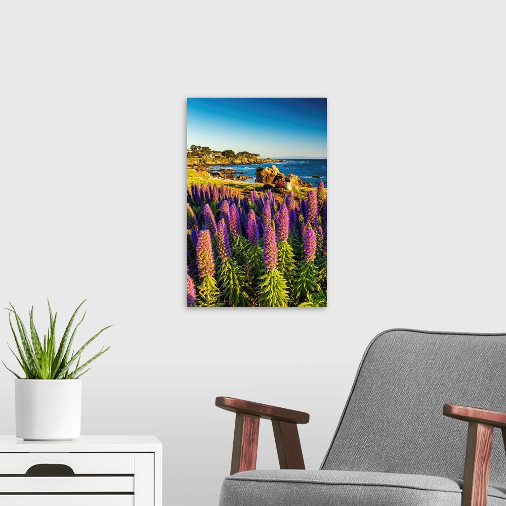 A modern room featuring Pride Of Madeira Flowers Along Coast, Pacific Grove, California, USA