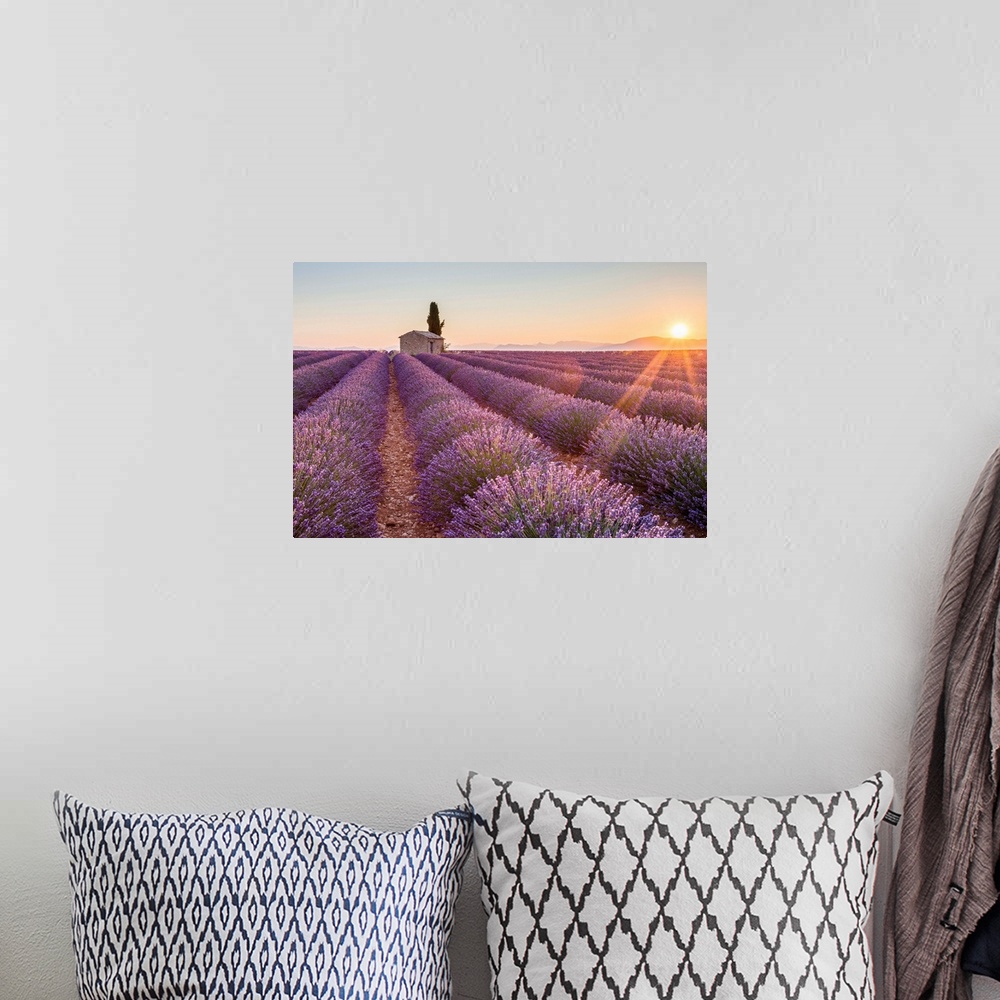 A bohemian room featuring Provence, Valensole Plateau, France, Europe. Lonely farmhouse and cypress tree in a Lavender fiel...