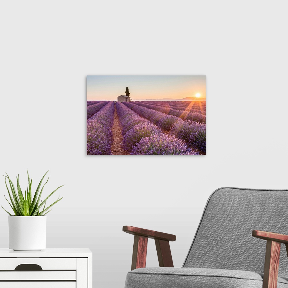 A modern room featuring Provence, Valensole Plateau, France, Europe. Lonely farmhouse and cypress tree in a Lavender fiel...