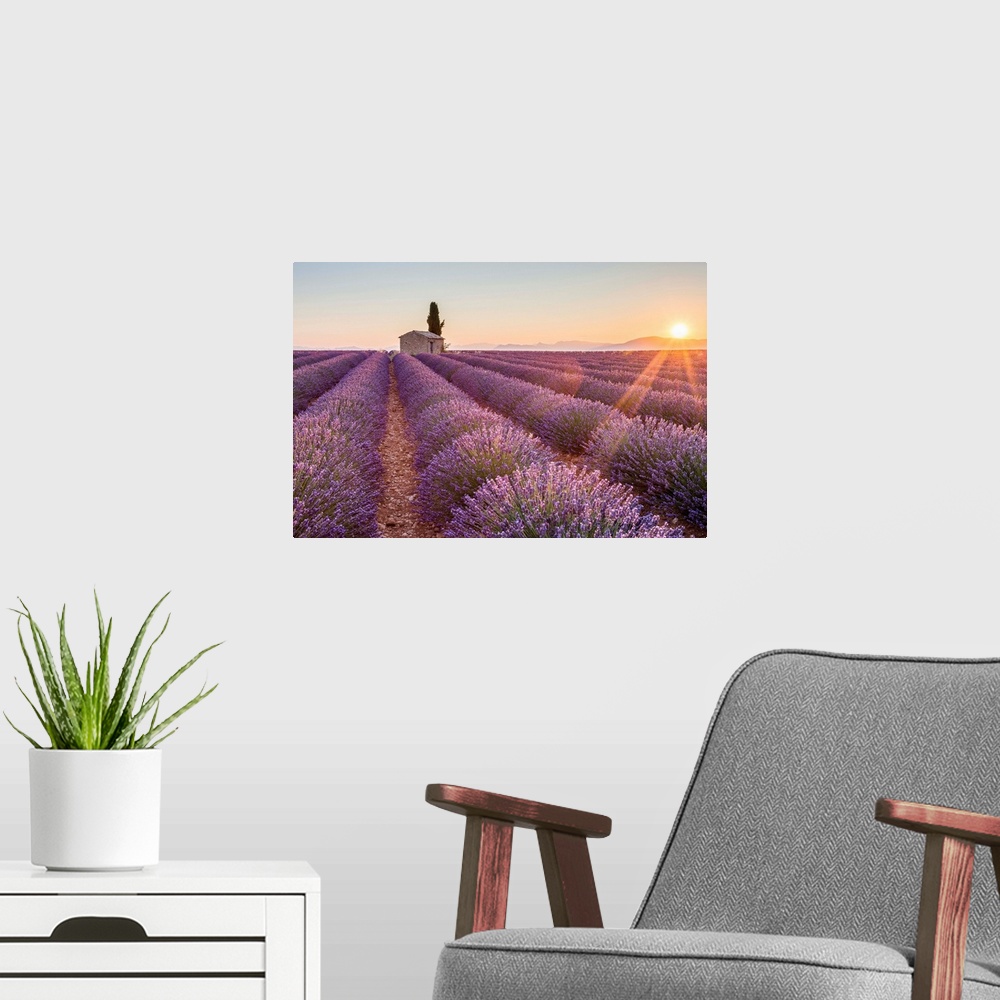 A modern room featuring Provence, Valensole Plateau, France, Europe. Lonely farmhouse and cypress tree in a Lavender fiel...