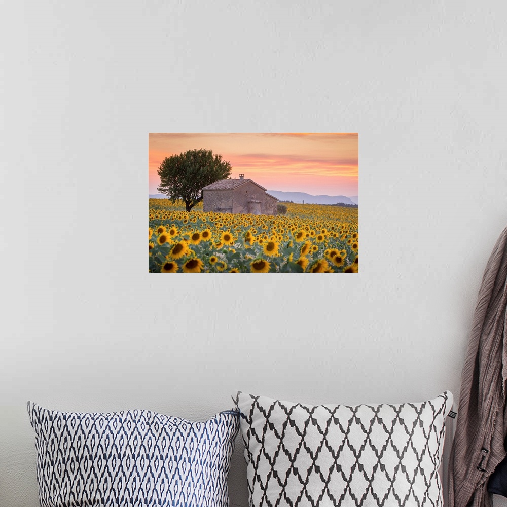A bohemian room featuring Provence, Valensole Plateau, France, Europe. Lonely farmhouse in a field full of sunflowers, lone...