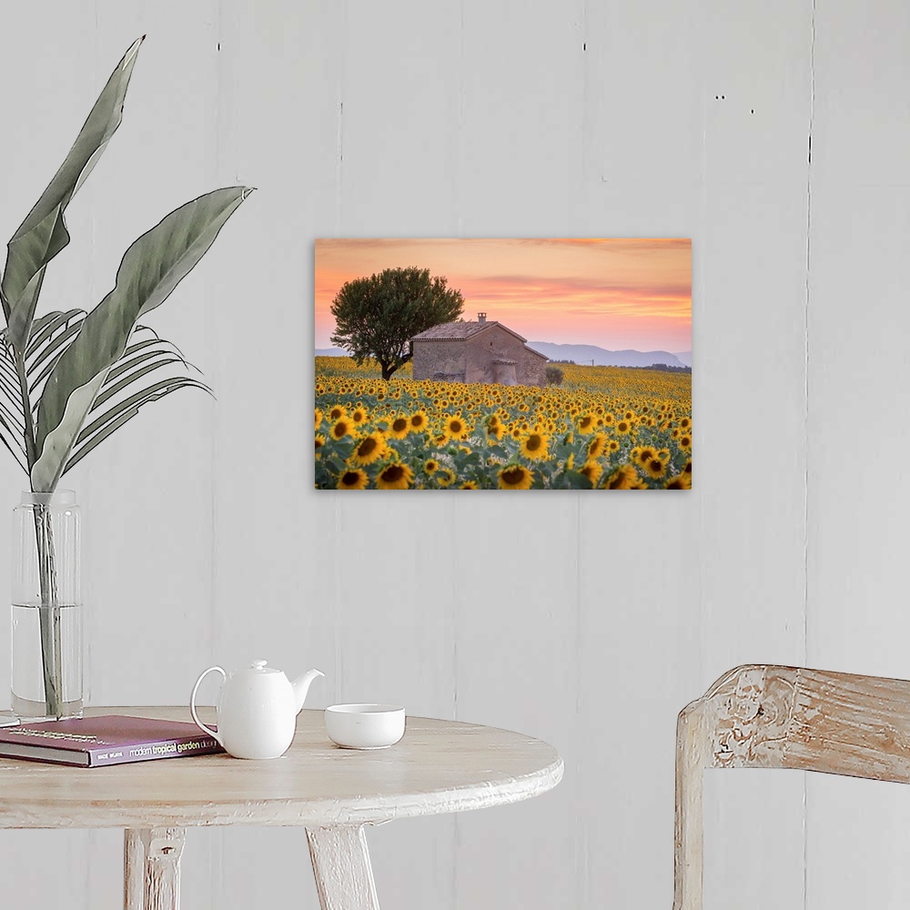 A farmhouse room featuring Provence, Valensole Plateau, France, Europe. Lonely farmhouse in a field full of sunflowers, lone...