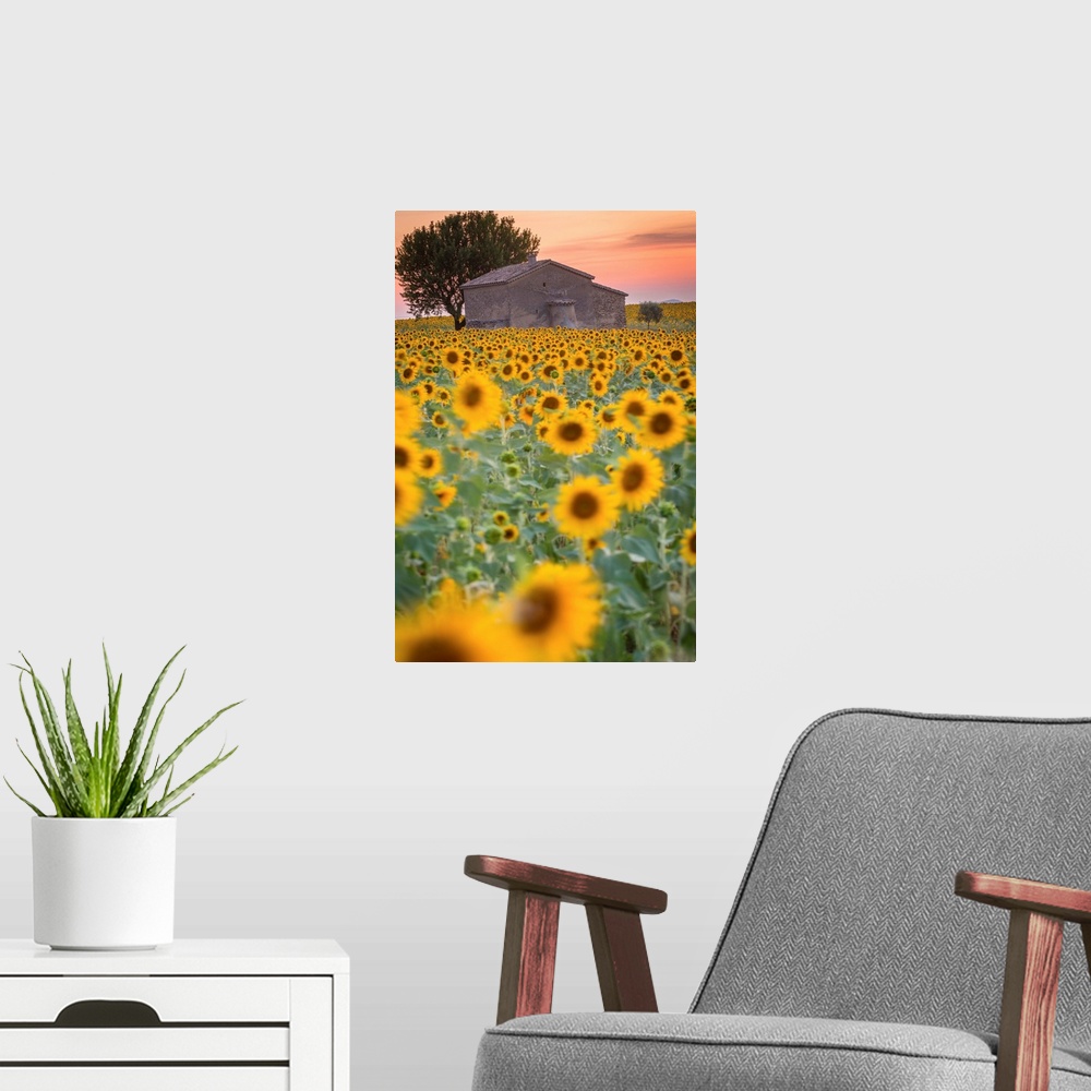 A modern room featuring Provence, Valensole Plateau, France, Europe. Lonely farmhouse in a field full of sunflowers, lone...