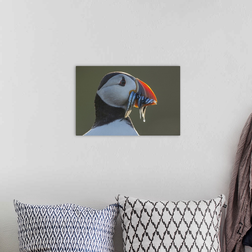 A bohemian room featuring Puffin (Fratercula arctica)  Portrait with sandeels, Isle of May, Firth of Forth, Scotland, UK