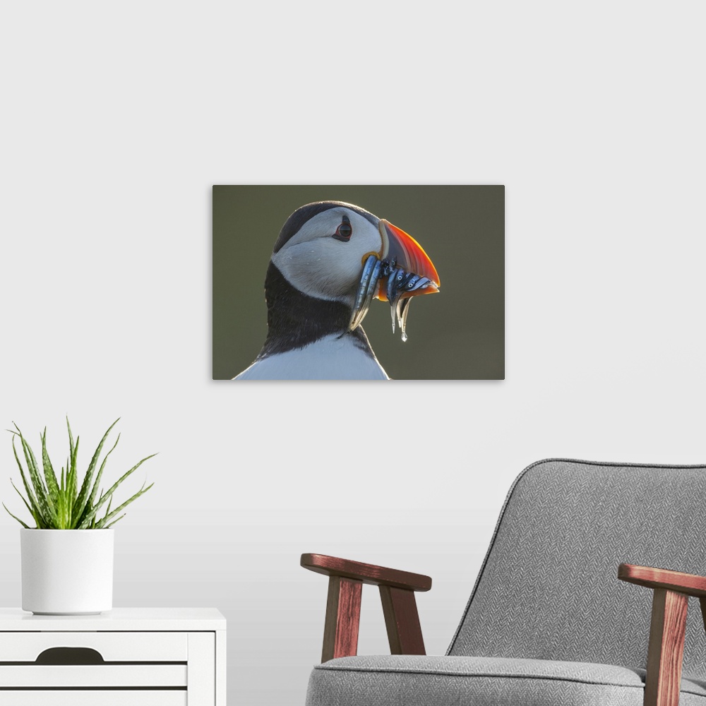 A modern room featuring Puffin (Fratercula arctica)  Portrait with sandeels, Isle of May, Firth of Forth, Scotland, UK