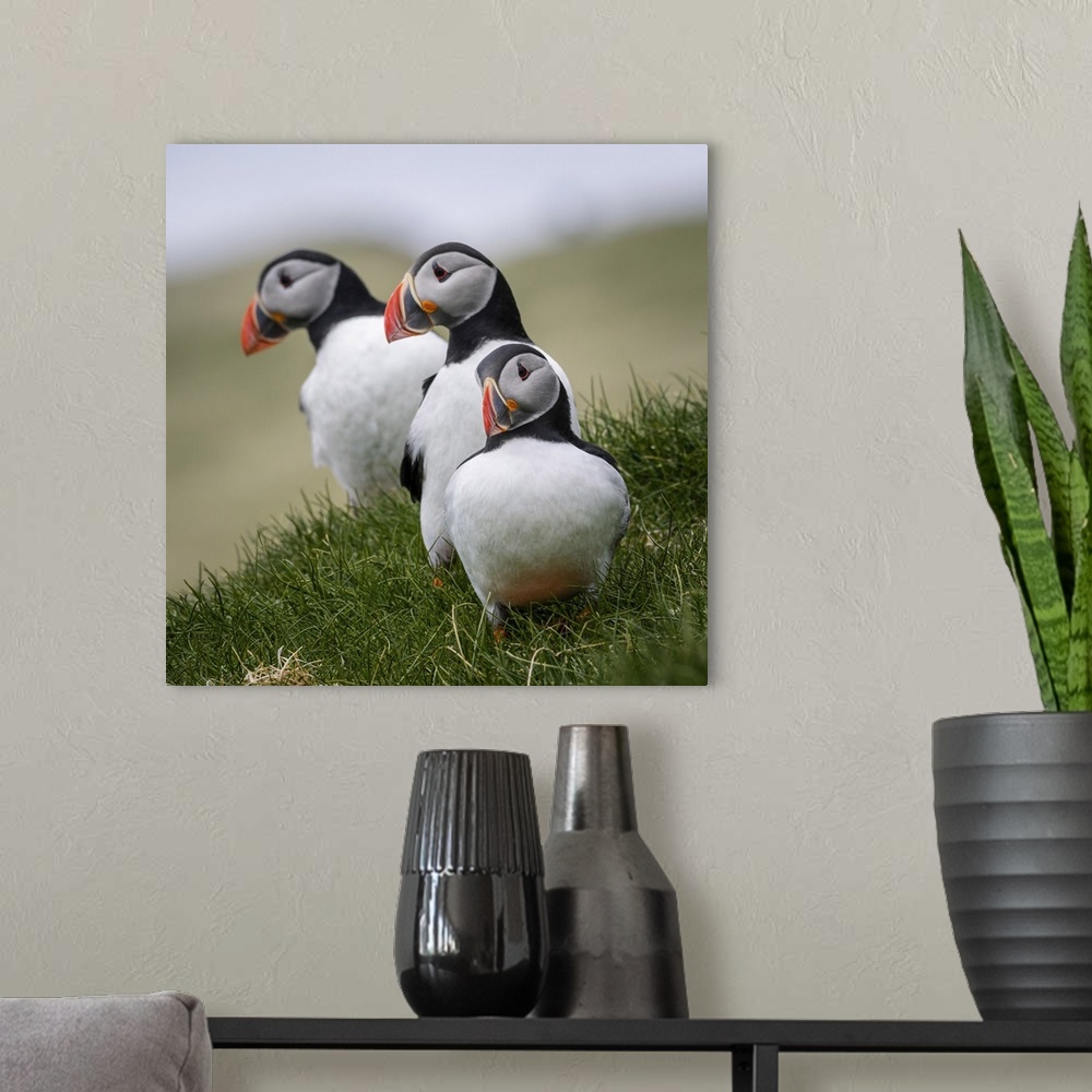 A modern room featuring Puffins standing on the grass. Mykines, Faroe Islands