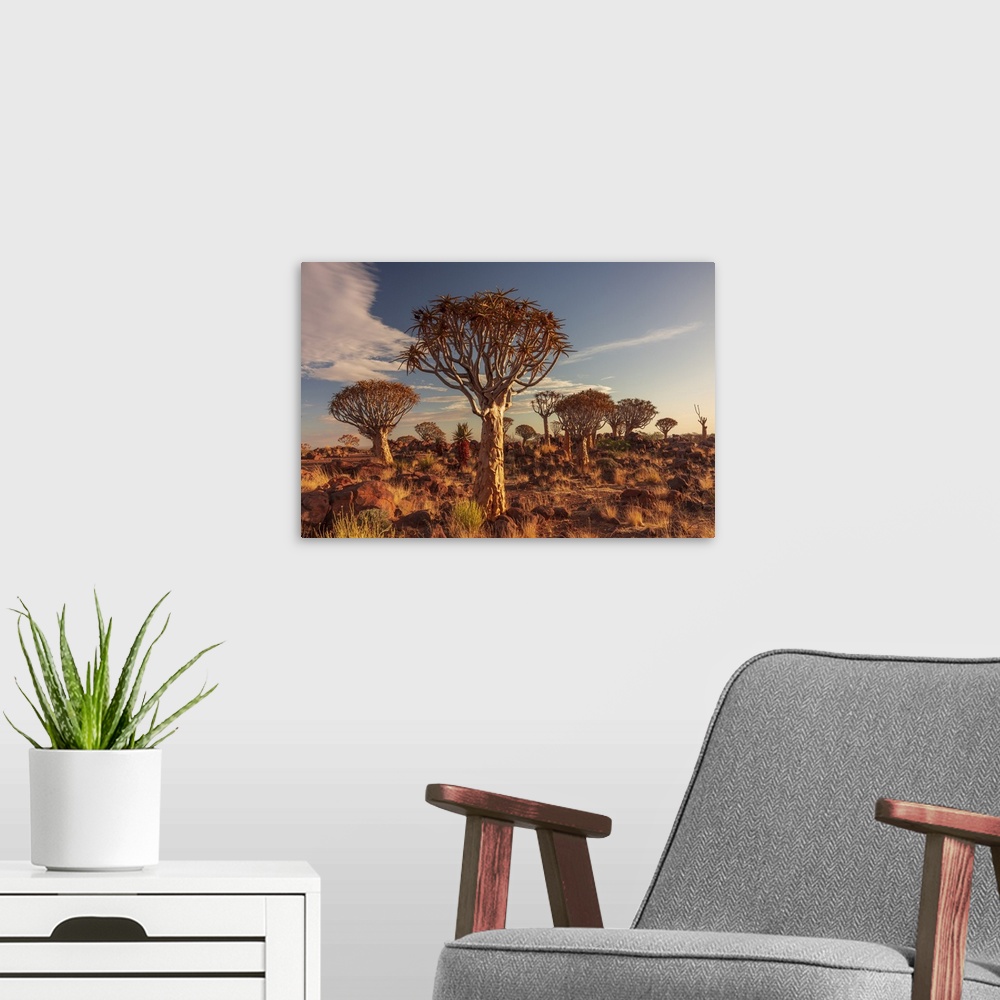A modern room featuring Namibia, Quiver tree (Kokerboom) at sunset - Namibia, Karas, Keetmanshoop, Giants Playground - Namib