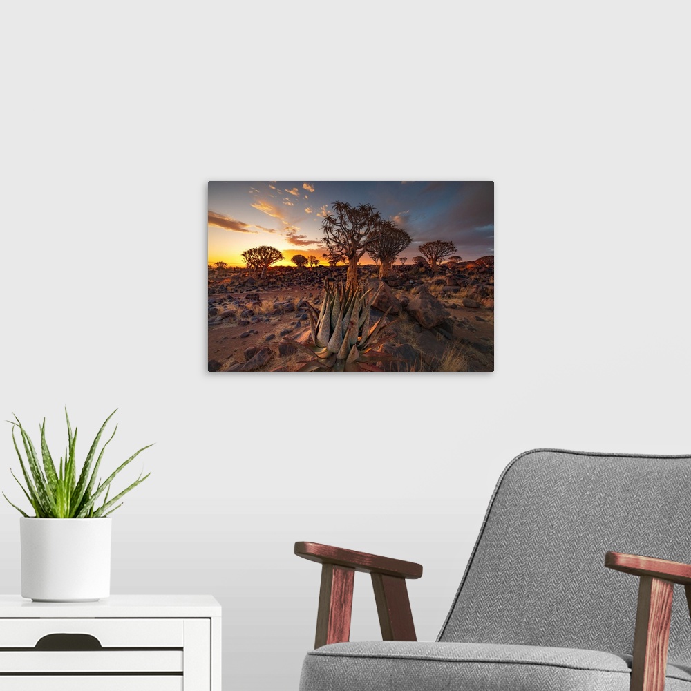 A modern room featuring Namibia, Quiver tree (Kokerboom) at sunset - Namibia, Karas, Keetmanshoop, Giants Playground - Namib