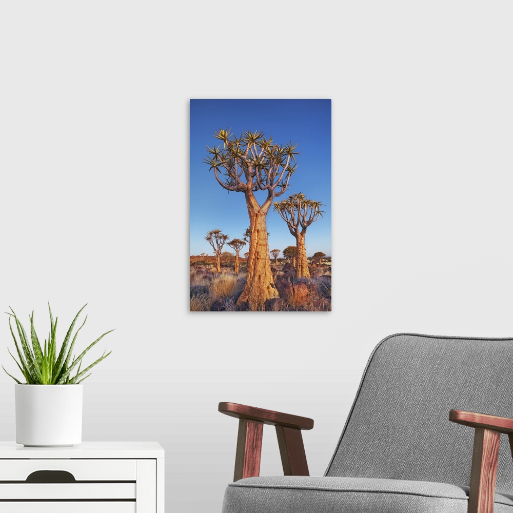 A modern room featuring Quiver tree (Kokerboom). Namibia, Karas, Keetmanshoop, Quivertree Forest. Namib. Africa, Namibia.