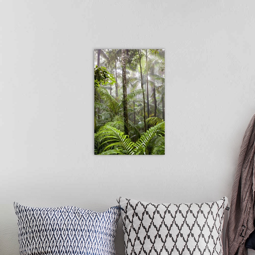 A bohemian room featuring Rainforest, Eungella National Park, nr Mackay, Australia
