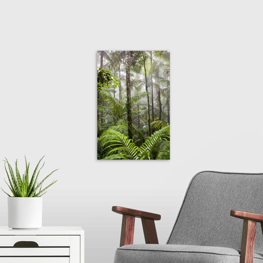 A modern room featuring Rainforest, Eungella National Park, nr Mackay, Australia