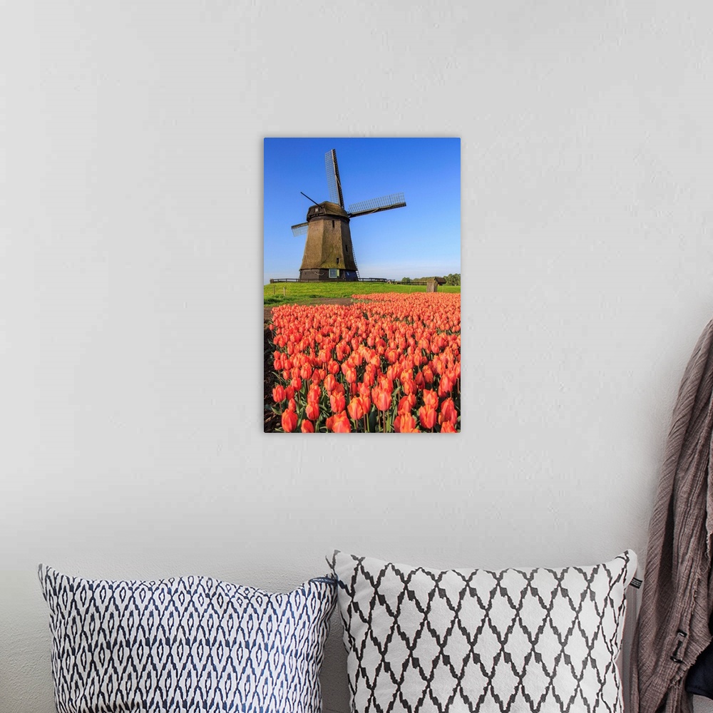 A bohemian room featuring Red and orange tulip fields and the blue sky frame the windmill in spring Berkmeer Koggenland Nor...