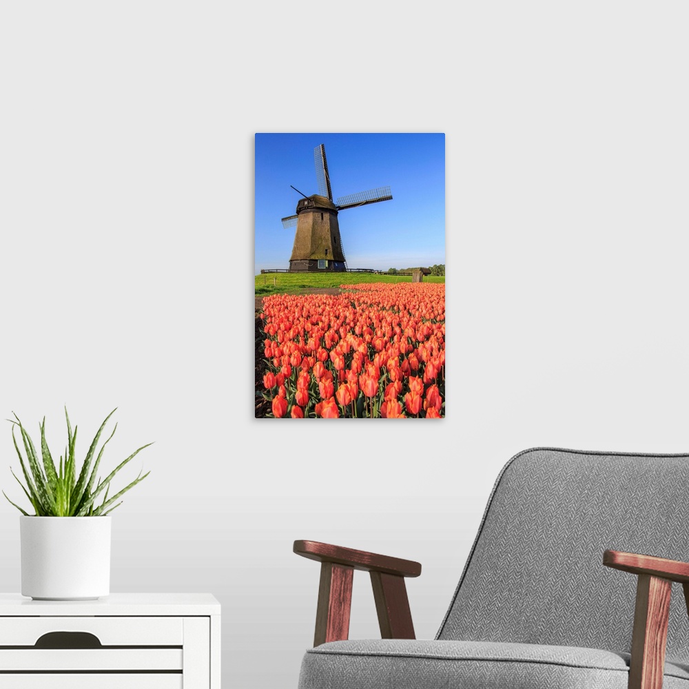 A modern room featuring Red and orange tulip fields and the blue sky frame the windmill in spring Berkmeer Koggenland Nor...