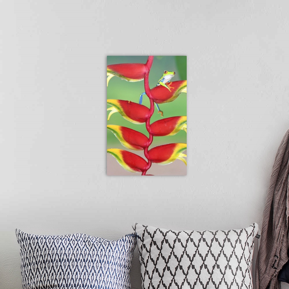 A bohemian room featuring Red-eyed Tree Frog (Agalychins callydrias) on a Heliconia (Heliconoa stricta) flower, Costa Rica