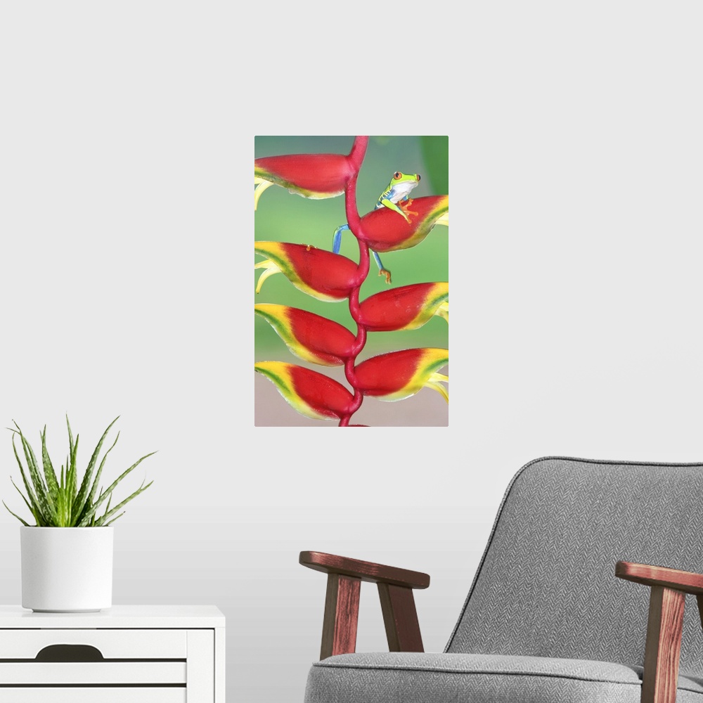 A modern room featuring Red-eyed Tree Frog (Agalychins callydrias) on a Heliconia (Heliconoa stricta) flower, Costa Rica
