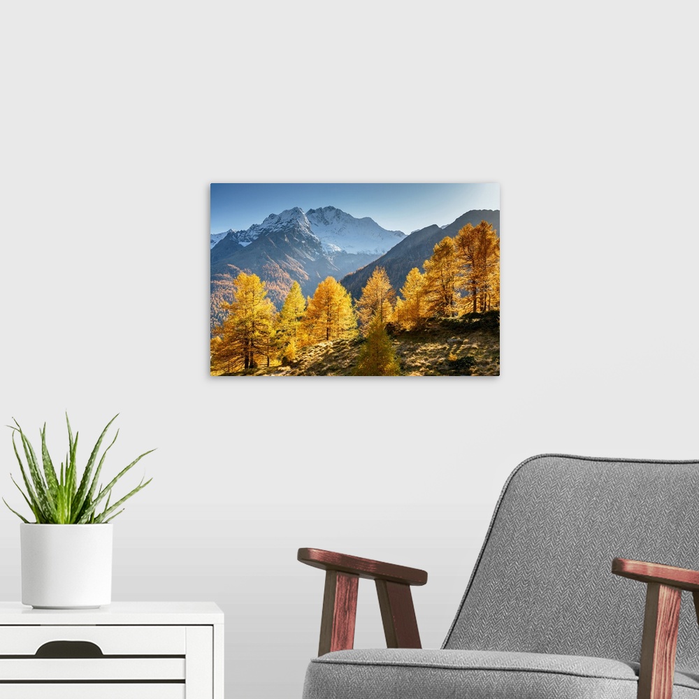 A modern room featuring Red larches with snowy Mount Disgrazia in the background,  Malenco Valley,  Valtellina, Sondrio, ...