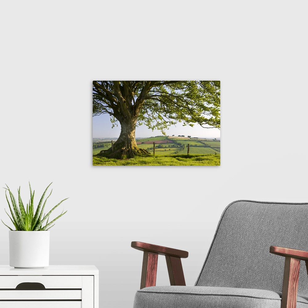 A modern room featuring Rolling countryside and tree on Raddon Hill, Devon, England. Summer, June, 2009.