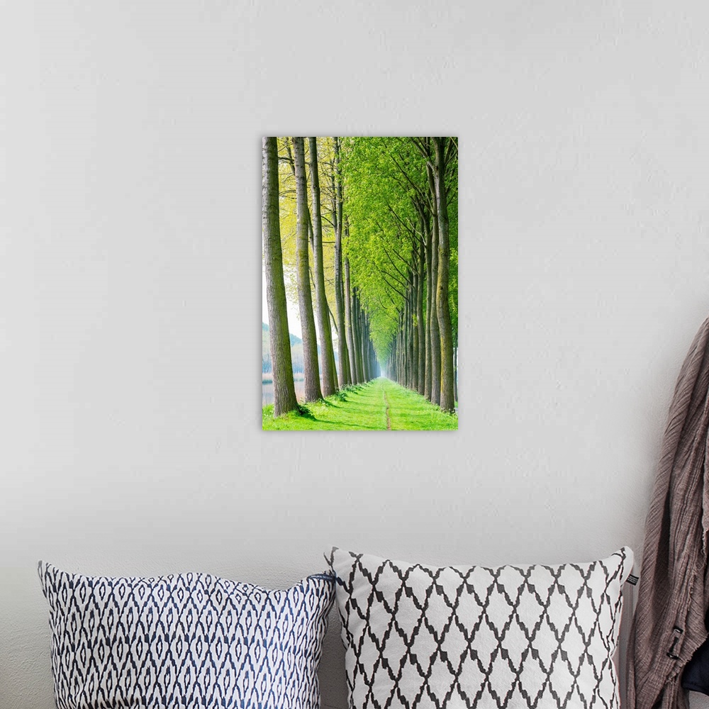 A bohemian room featuring Rows of trees along a canal in spring, Damme, West Flanders, Belgium.