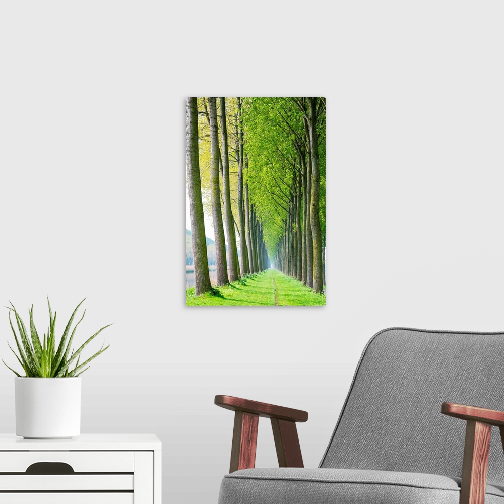 A modern room featuring Rows of trees along a canal in spring, Damme, West Flanders, Belgium.