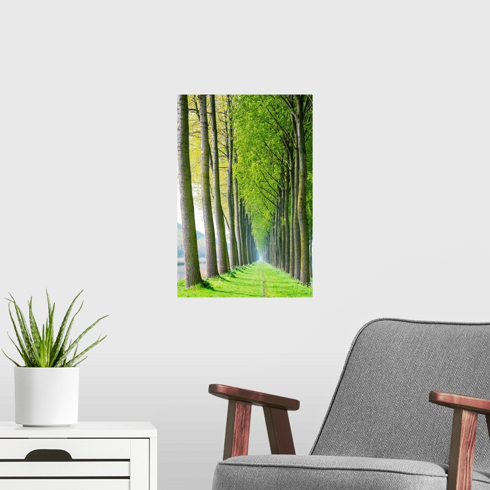 A modern room featuring Rows of trees along a canal in spring, Damme, West Flanders, Belgium.