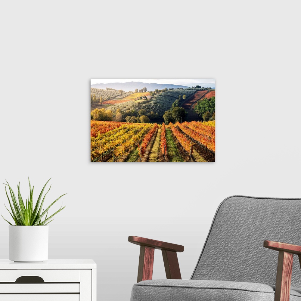 A modern room featuring Sagrantino Di Montefalco Vineyards In Autumn, Umbria, Italy.