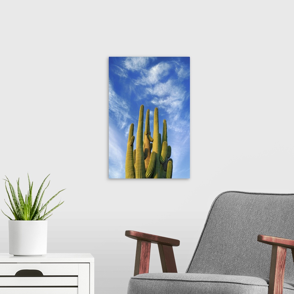 A modern room featuring Saguaro. USA, Arizona, Pima, Tucson, Saguaro National Park, Saguaro East, Nica View. Sonora Deser...