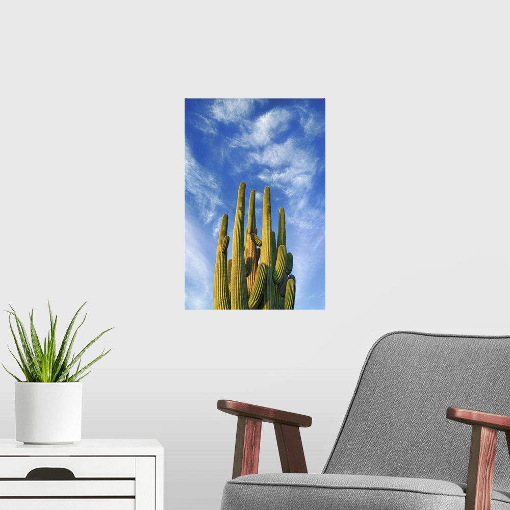 A modern room featuring Saguaro. USA, Arizona, Pima, Tucson, Saguaro National Park, Saguaro East, Nica View. Sonora Deser...