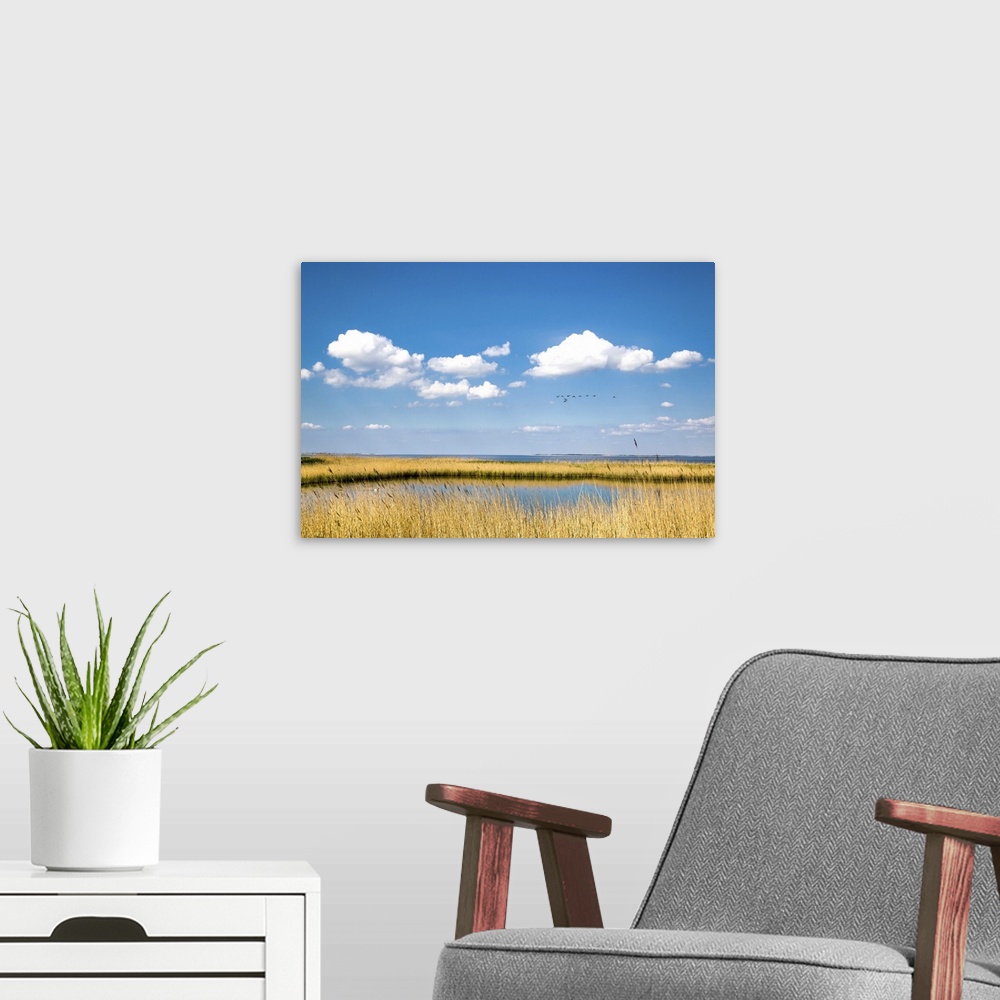 A modern room featuring Salt marsh, Amrum Island, Northern Frisia, Schleswig-Holstein, Germany