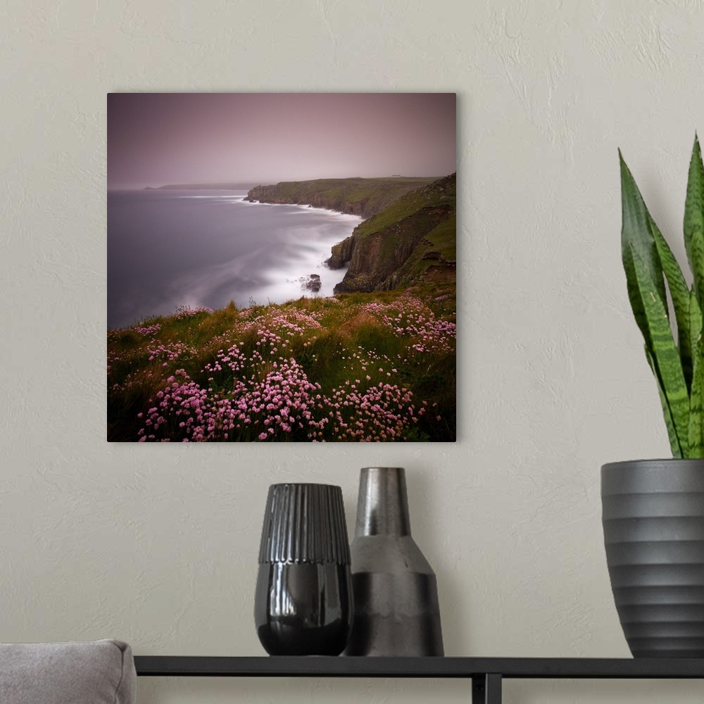 A modern room featuring Sea Thrift growing on the clifftops above Land's End, Cornwall, England. Spring, May, 2009.