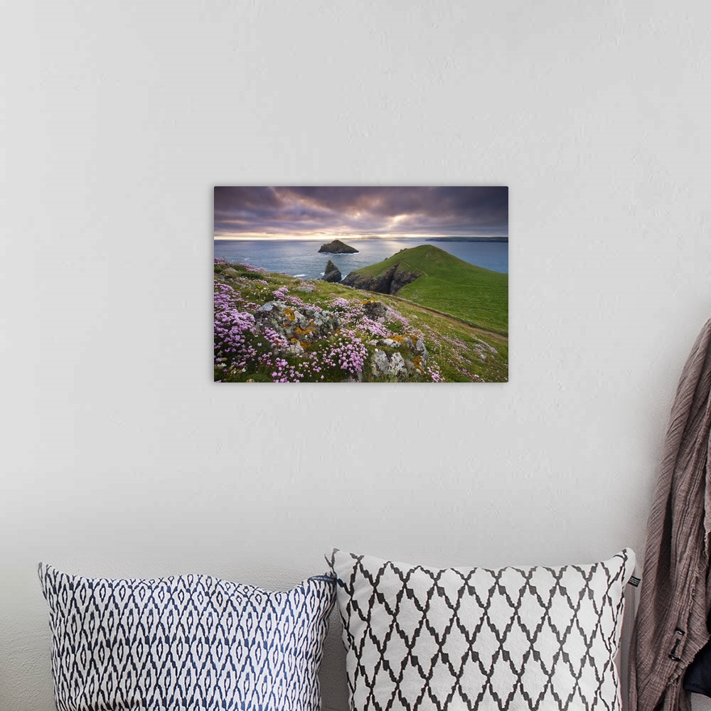 A bohemian room featuring Sea Thrift (Armeria Maritima) growing on the Cornish clifftops at The Rumps, looking towards The ...